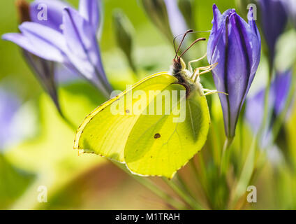 Une macro shot of Brimstone Butterfly la collecte du pollen d'un grassnut la floraison. Banque D'Images