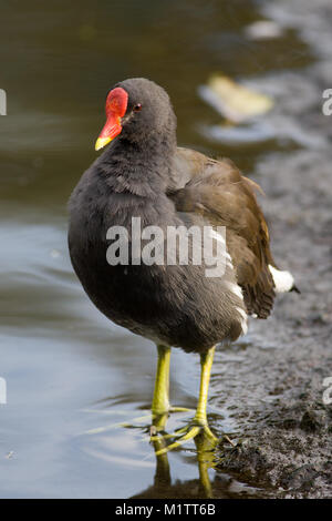 Moorhean adultes, Gallinula chloropus, au bord de l'étang, Cheshire, Royaume-Uni Banque D'Images