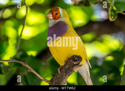 Gouldian finch,Erythrura gouldiae, également connu sous le nom de Lady Gouldian finch roselin de Gould, ou l'arc en ciel Finch, est un passereau endémique de Banque D'Images