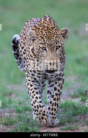 Vue frontale d'un mâle léopard (Panthera pardus) balade Banque D'Images