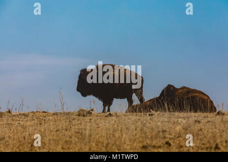 Le Bison sur le dessus d'une petite colline que la poussière souffle dans le domaine de la préservation des prairies à herbes hautes dans Pawhuska, New York Banque D'Images