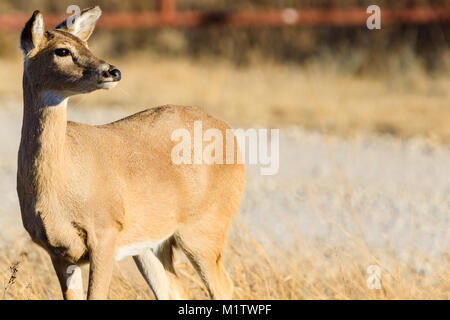 Un cerf de doe regarde vers le soleil couchant à la Prairie de préserver en Pawhuska, New York Banque D'Images