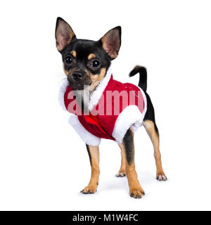 Chien chiwawa noir côté permanent portant veste noël mignon isolé sur fond blanc Banque D'Images