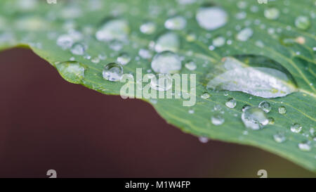 Une macro shot des gouttes sur une feuille verte. Banque D'Images