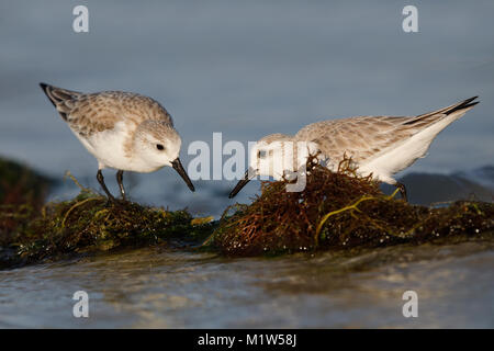 Paire de Bécasseaux sanderling (Calidris alba) de nourriture dans certaines algues échouées sur une plage - Estero Island, Floride Banque D'Images