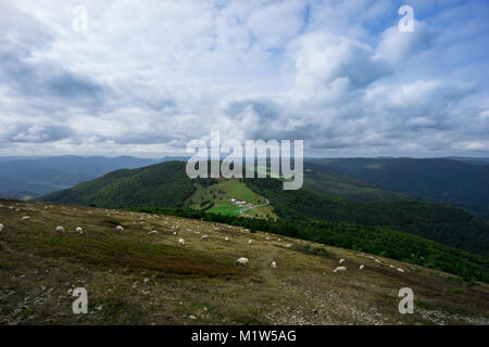 France - troupeau de moutons sur un pré vert en haut d'une montagne avec forêt en arrière-plan Banque D'Images