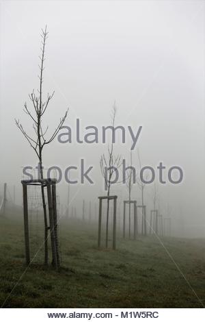 Rangées de jeunes arbres plantés le long d'une nouvelle ligne de chemin de fer sur un seul jour brumeux en Allemagne Banque D'Images