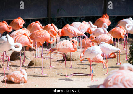 Les animaux dans un zoo. divers animaux sauvages photo. 060 Banque D'Images