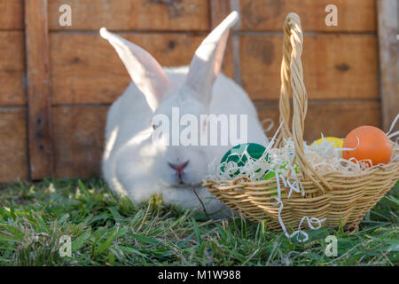 Le lapin de pâques avec le panier d'oeufs colorés sur la ferme Banque D'Images