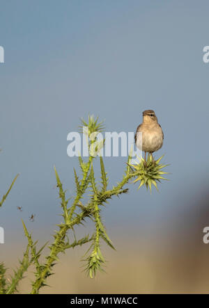 Bruant à queue (Cercotrichas galactotes Scrub Robin), 2012.1 Banque D'Images