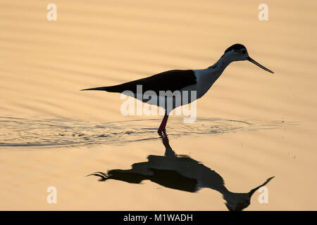 Black winged Stilt (Himantopus himantopus) Banque D'Images