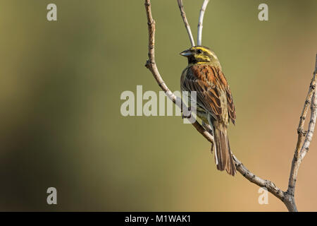 Cirl Bunting (Emberiza cirlus) mâle Banque D'Images