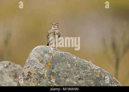 (Galerida cristata Crested Lark) Banque D'Images