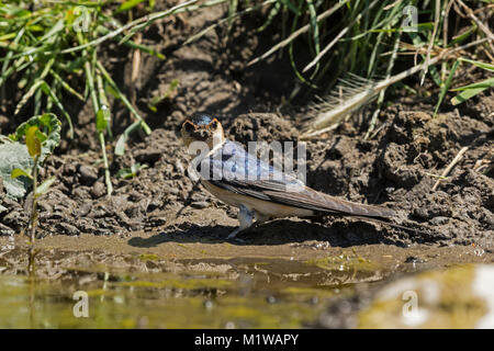 Hirondelle rousseline (Hirundo daurica  = Cecropis daurica) de la boue, Banque D'Images