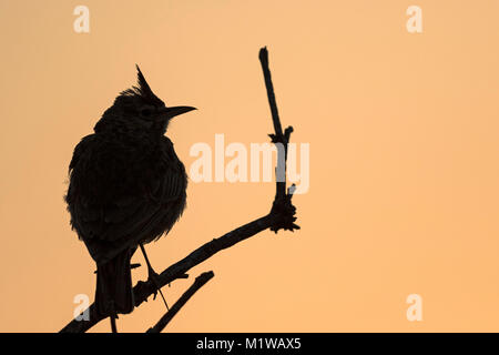 (Galerida cristata Crested Lark) Banque D'Images