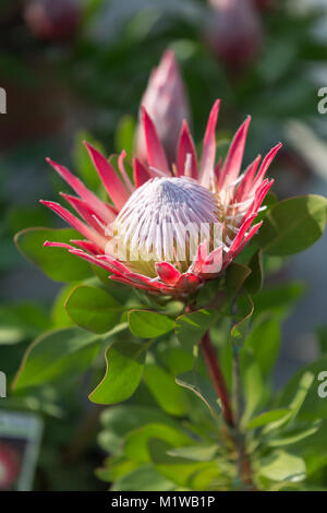 King Protea : belle photo:Protea Flower Close-up. Banque D'Images