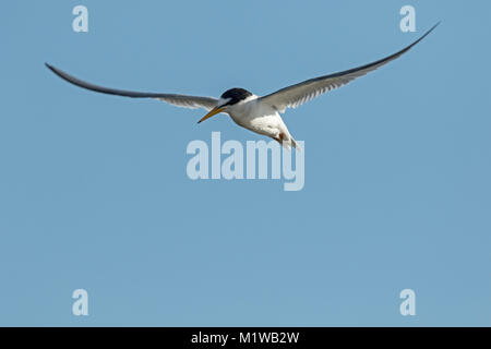 Sterne naine (Sternula albifrons) en vol, Banque D'Images