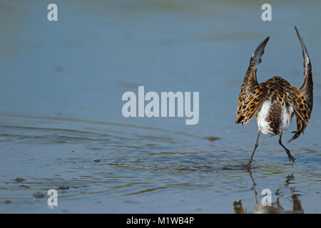 Peu de passage (Calidris minuta) volets ailes après baignoire Banque D'Images