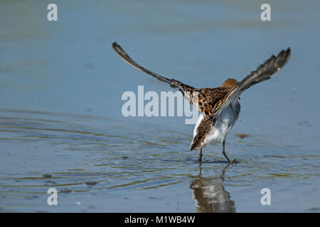 Peu de passage (Calidris minuta) volets ailes après baignoire Banque D'Images