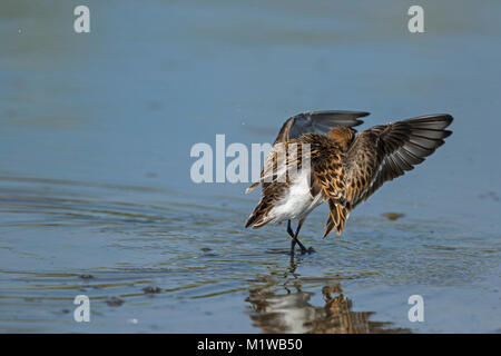 Peu de passage (Calidris minuta) volets ailes après baignoire Banque D'Images