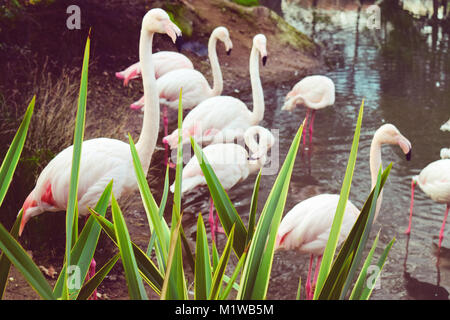 Rose Flamingo au zoo, Turquie Banque D'Images