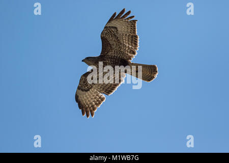 Buse variable, Eurasian Buzzard 2 cy en vol (Buteo buteo) Banque D'Images