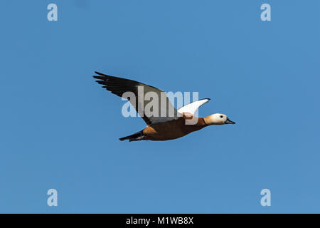 Tadorne Casarca (Tadorna ferruginea) mâle en vol Banque D'Images