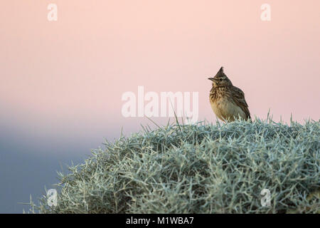 (Galerida cristata Crested Lark) Banque D'Images