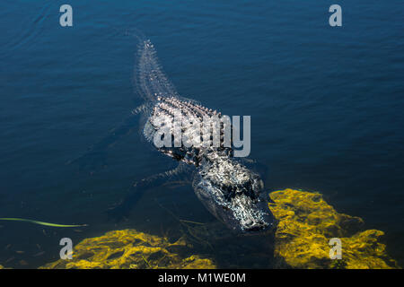 USA, Floride, Crocodile en attente dans l'eau des Everglades Banque D'Images