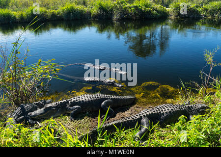 USA, Floride, Troupeau de crocodiles en profitant du soleil dans le parc national des Everglades Banque D'Images
