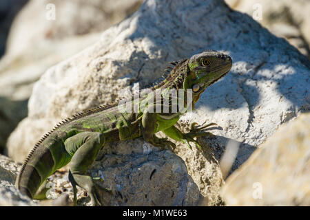 USA, Floride, lézard vert iguane géant, assis au soleil sur un rocher Banque D'Images
