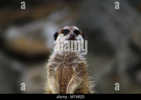 Meerkat Banque D'Images