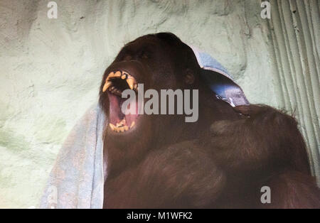 Osnabrück, Allemagne. 1er février, 2018. ATTENTION : POUR PUBLICATION SOUS EMBARGO JUSQU'AU 02 FÉVRIER 12:00 GMT ! - Bornéo orang-outan Damai (14) bâillements sous une couverture au zoo de Osnabrück, Allemagne, 1 février 2018. Le primate est le plus récent et d'acquisition provient de la zoo Sosto hongrois. Credit : Friso Gentsch/dpa/Alamy Live News Banque D'Images