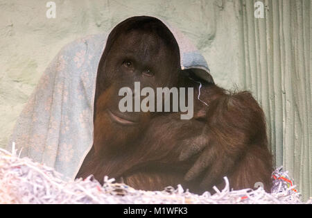 Osnabrück, Allemagne. 1er février, 2018. ATTENTION : POUR PUBLICATION SOUS EMBARGO JUSQU'AU 02 FÉVRIER 12:00 GMT ! - Bornéo orang-outan Damai (14) se trouve sous une couverture au zoo de Osnabrück, Allemagne, 1 février 2018. Le primate est le plus récent et d'acquisition provient de la zoo Sosto hongrois. Credit : Friso Gentsch/dpa/Alamy Live News Banque D'Images