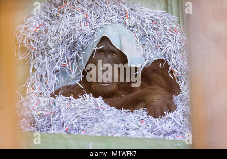 Osnabrück, Allemagne. 1er février, 2018. ATTENTION : POUR PUBLICATION SOUS EMBARGO JUSQU'AU 02 FÉVRIER 12:00 GMT ! - Bornéo orang-outan Damai (14) se cache sous un tas de restes de papier au zoo de Osnabrück, Allemagne, 1 février 2018. Le primate est le plus récent et d'acquisition provient de la zoo Sosto hongrois. Credit : Friso Gentsch/dpa/Alamy Live News Banque D'Images