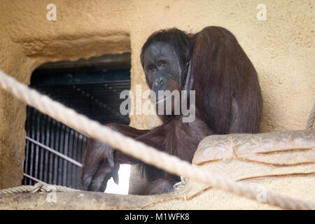 Osnabrück, Allemagne. 1er février, 2018. ATTENTION : POUR PUBLICATION SOUS EMBARGO JUSQU'AU 02 FÉVRIER 12:00 GMT ! - Bornéo orang-outan Damai (14) se trouve dans sa cage au zoo de Osnabrück, Allemagne, 1 février 2018. Le primate est le plus récent et d'acquisition provient de la zoo Sosto hongrois. Credit : Friso Gentsch/dpa/Alamy Live News Banque D'Images