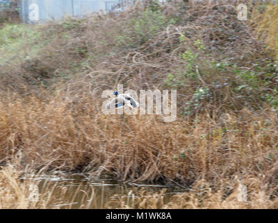 Sheerness, Kent, UK. 2e Février, 2018. Météo France : un ciel couvert et venteux après-midi à Sheerness. Credit : James Bell/Alamy Live News Banque D'Images