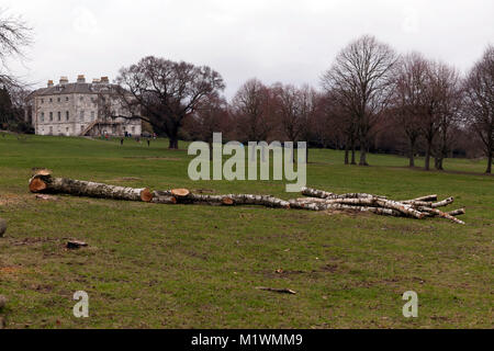 Gestion des arbres dans le parc de la place Beckenham entraînant la destruction de nombreux arbres matures. De beaux Birch d'argent sont complètement détruits Banque D'Images