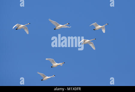 Troupeau de cygnes trompettes volant en formation, Courtenay, l'île de Vancouver, Colombie-Britannique, Canada. Banque D'Images