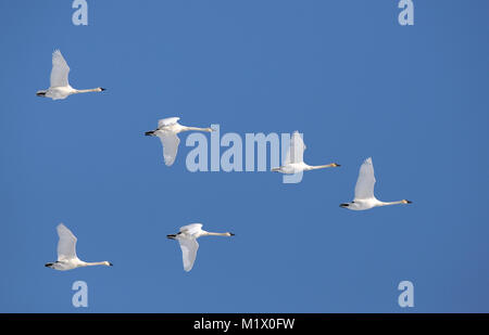 Troupeau de cygnes trompettes volant en formation, Courtenay, l'île de Vancouver, Colombie-Britannique, Canada. Banque D'Images