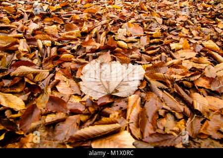 Automne Feuilles dorées sur sol humide. Banque D'Images