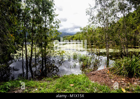 Vue de remises en état des terres humides avec le joli Cattana nymphées, Smithfield, près de Cairns, l'extrême nord du Queensland, Australie, Queensland, FNQ Banque D'Images