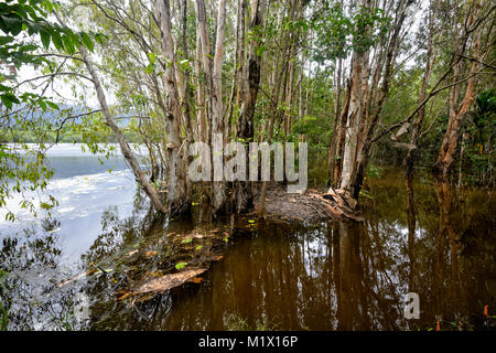 Dans la forêt des arbres paperbark Cattana remis en état les terres humides, Smithfield, près de Cairns, l'extrême nord du Queensland, Australie, Queensland, FNQ Banque D'Images