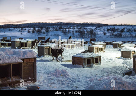 Les Huskies jouent à l'extérieur de l'informatique dans la neige-couvertes Tromsø Villmarkssenter, attente pour démarrer l'expérience traîneau à chiens en hiver (nuit polaire). Banque D'Images