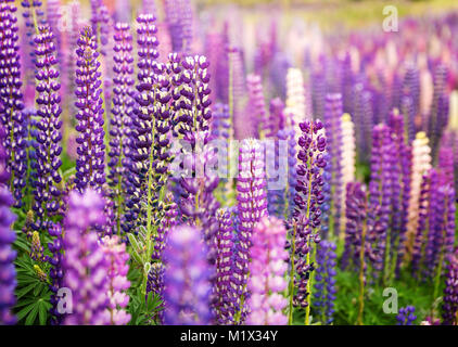 Domaine de lupins sauvages en Nouvelle-Zélande, gros plan Banque D'Images