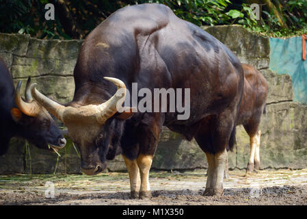Famille de gaur - le plus grand dans le monde des taureaux Banque D'Images