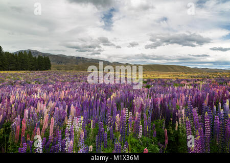 Vue de montagnes de la Nouvelle-Zélande avec domaine de lupins sauvages sur le premier plan Banque D'Images