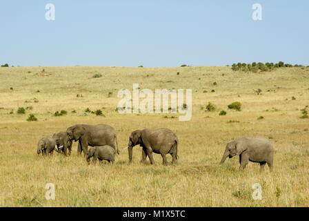 L'éléphant africain (Loxodonta africana) Kenya safari faune nature Banque D'Images