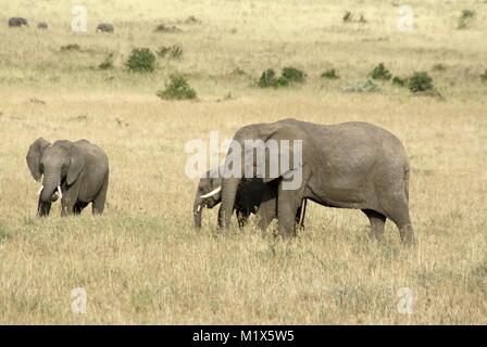 L'éléphant africain (Loxodonta africana) Kenya safari faune nature Banque D'Images