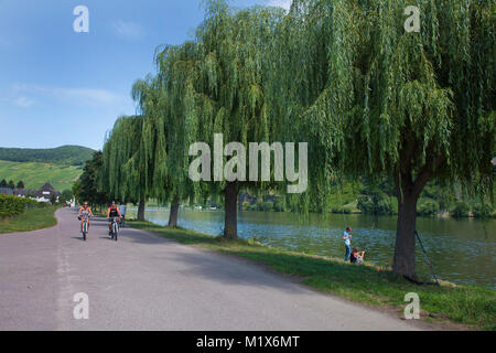 Les cyclistes sur piste à un triverside avec saule (Salix babylonica), Piesport, Moselle, Rhénanie-Palatinat, Allemagne, Europe Banque D'Images